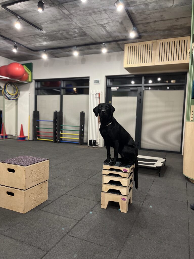 Pies ćwiczący na salce