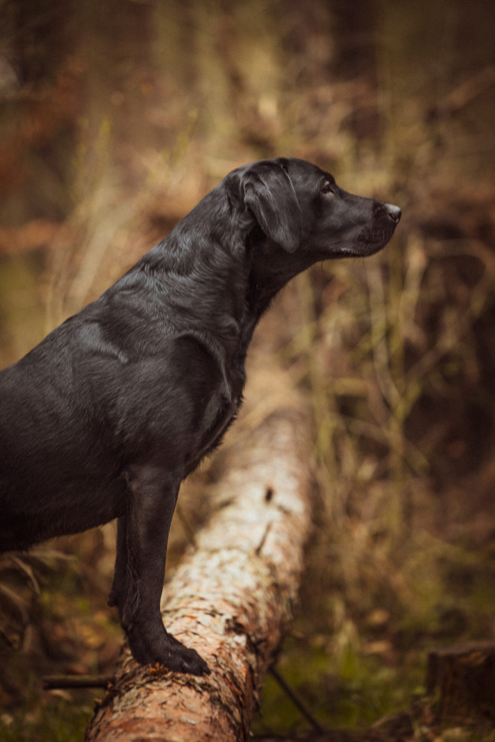 Emma, psia część zespołu Aportermanii