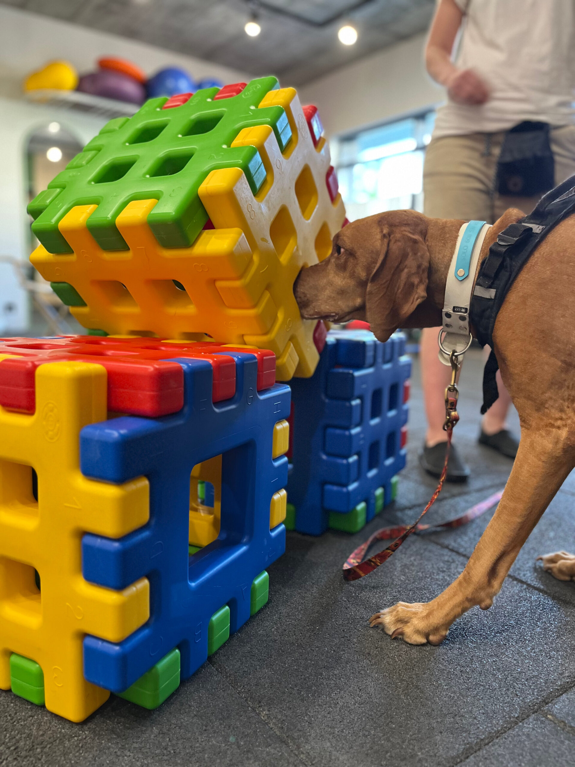 Pies oznaczający próbkę zapachową na zajęciach z detekcji