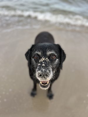 Ana, psia część zespołu Aportermanii